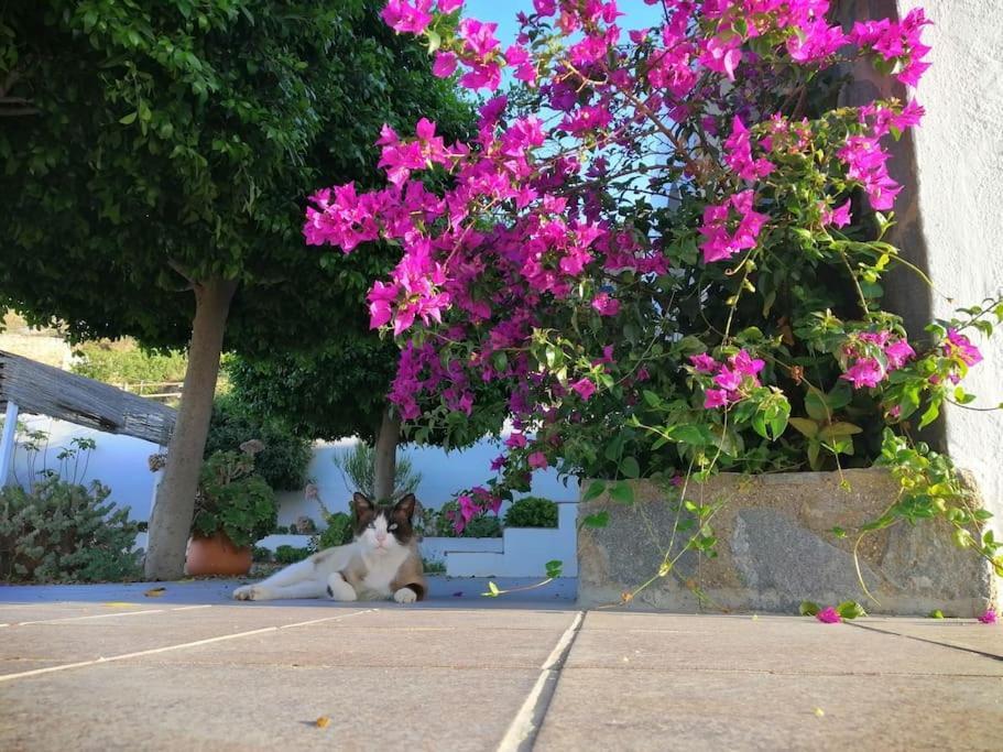 Casa Jardin. Vivienda Rural En Zona Tranquila. Villa Lucainena de las Torres Ngoại thất bức ảnh