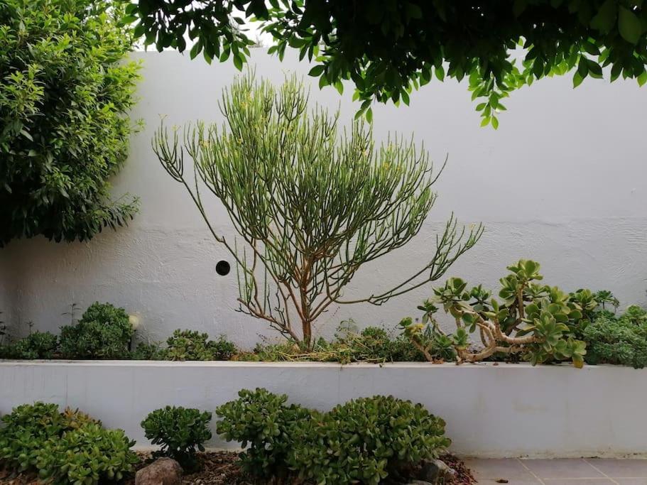 Casa Jardin. Vivienda Rural En Zona Tranquila. Villa Lucainena de las Torres Ngoại thất bức ảnh